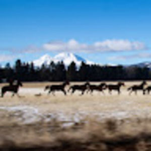 Meet your Posher, Randall